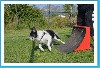  - préparation pass flyball et agility pour thunder - red 