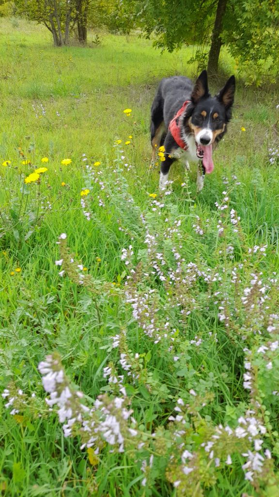 Thunder-red Du Grand Buech