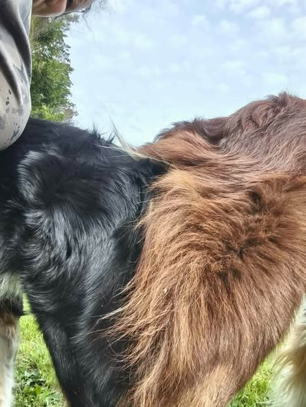 thunder _red et scoflide