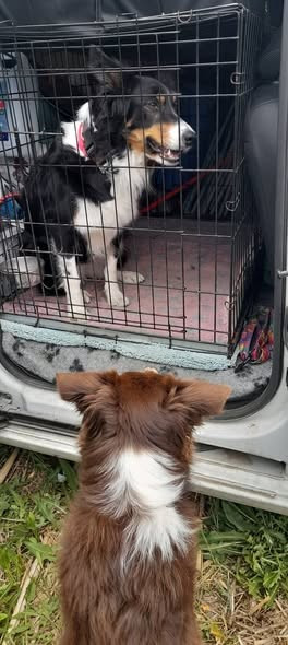 pas de chiot pour les amours